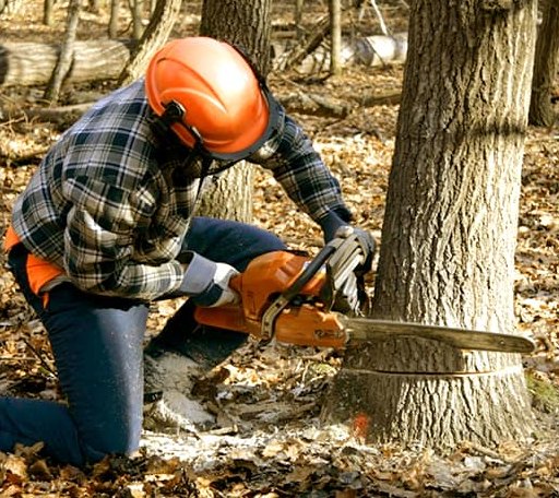 Tree Removal in Buckingham, VA
